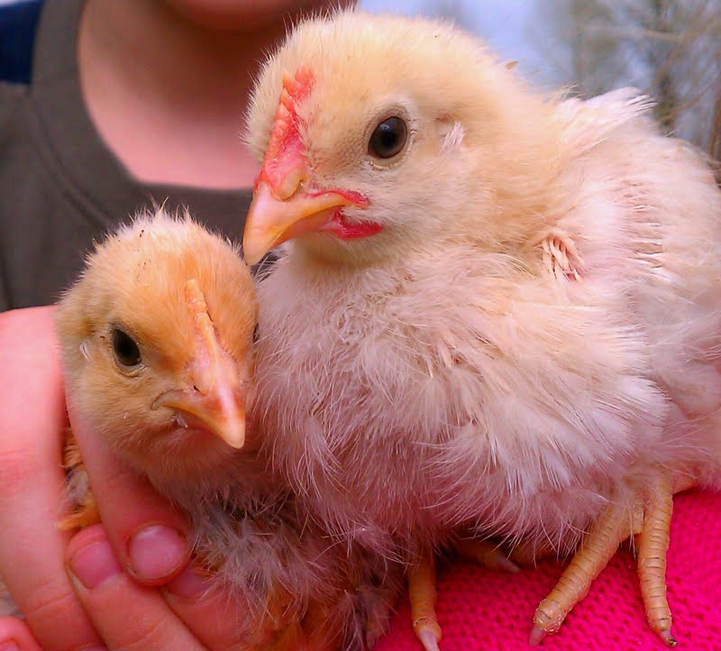 20 days old Cinnamon Queen pullets (?)