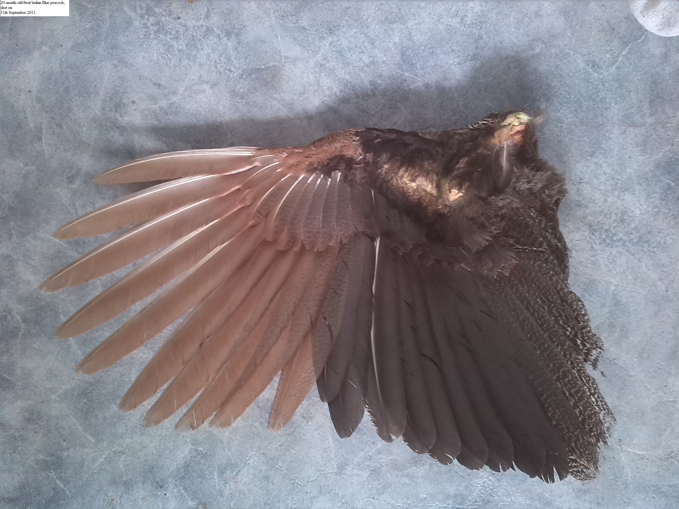 20-month-old feral Indian Blue peacock, shot on 11th September 2011.
In moult from 1st year plumage, to 2nd year plumage.
Note new secondary 3rd (2nd year plumage) and secondary 4th is missing.