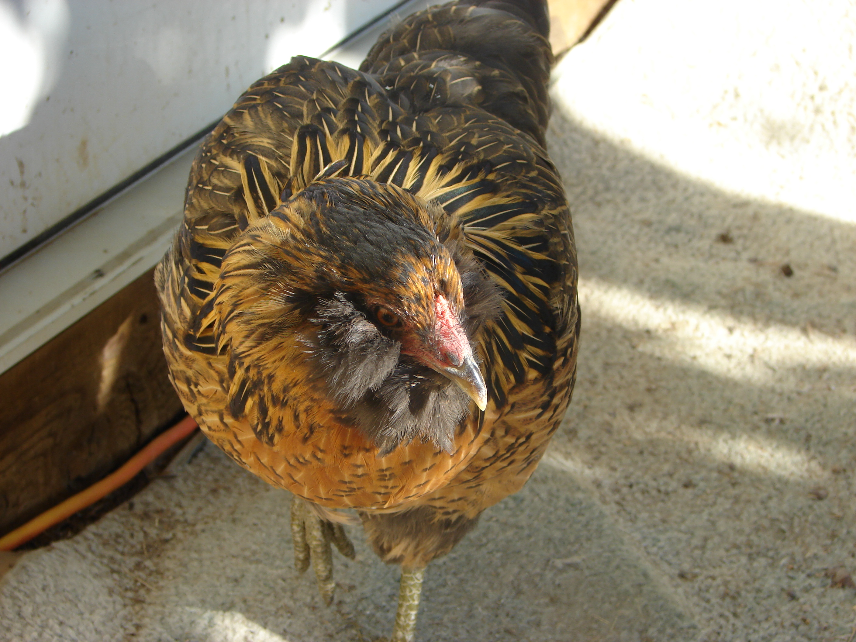 20 weeks. Anderson
Anderson has become the head hen.  
Personally i think she is fairly stupid and is my pick for the first bird to be eaten by a hawk.