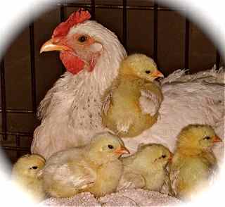 2009 Broody and chicks
