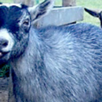200x200px-ZC-d2http://cdn.backyardchickens.com/d/d2/200x200px-ZC-d21dc23f_13604_livestock2.jpeg1dc23f_13604_livestock2.jpeg
