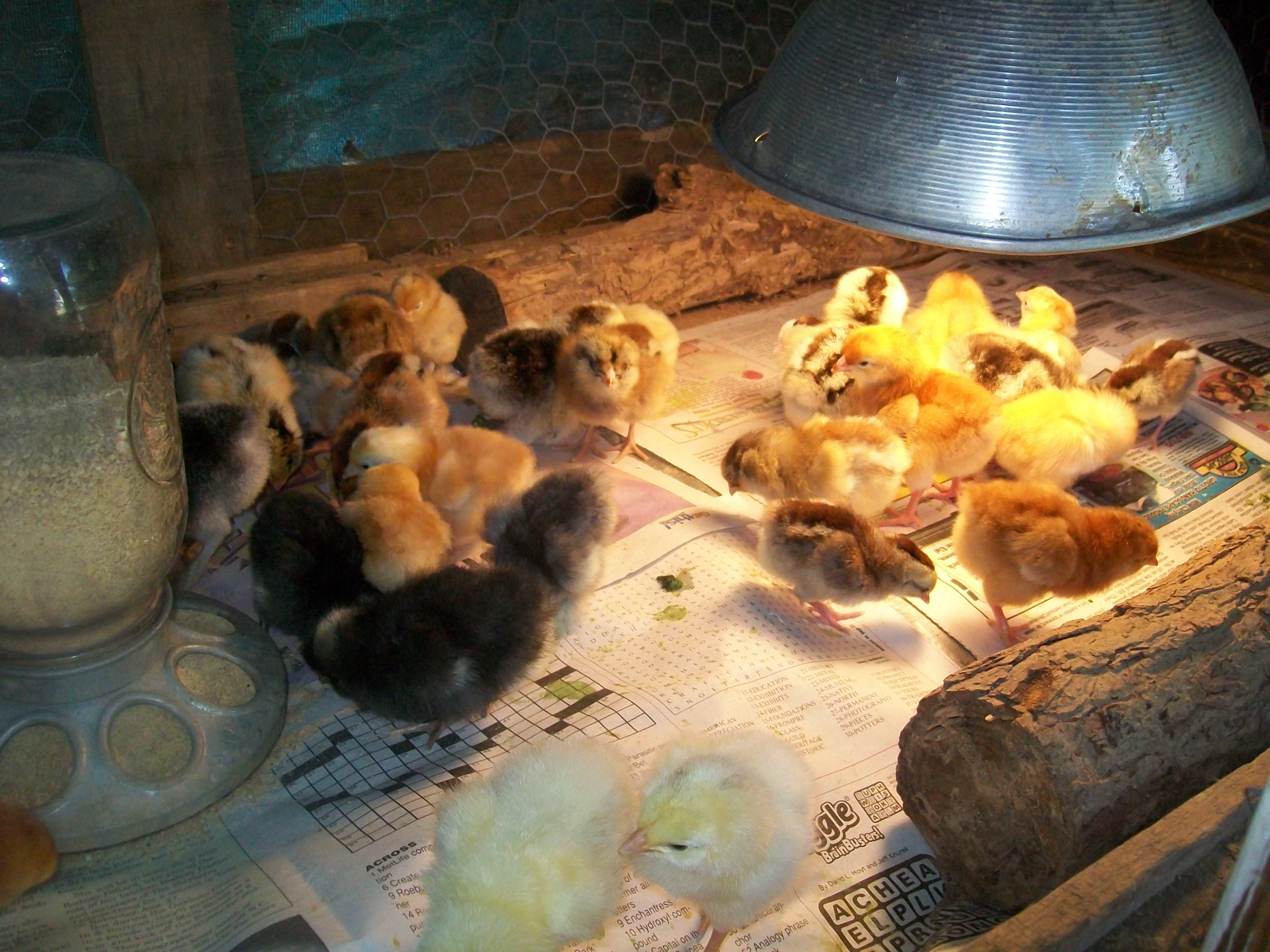 2011
chicks