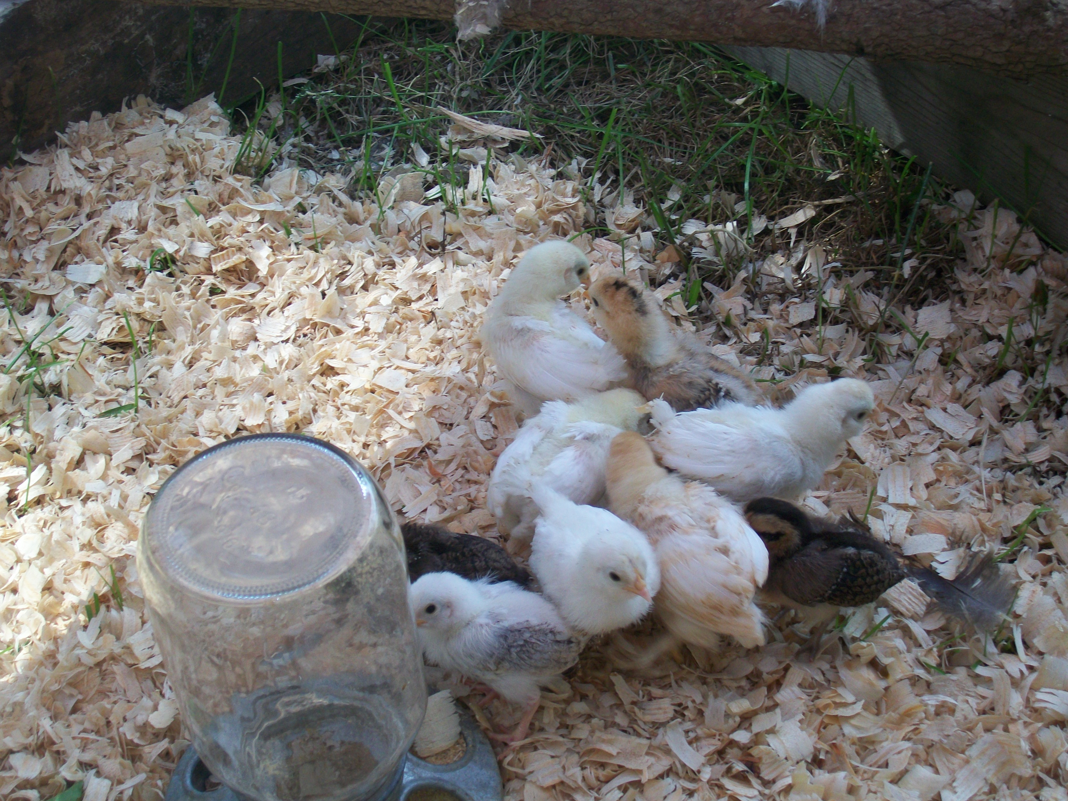 2011 chicks