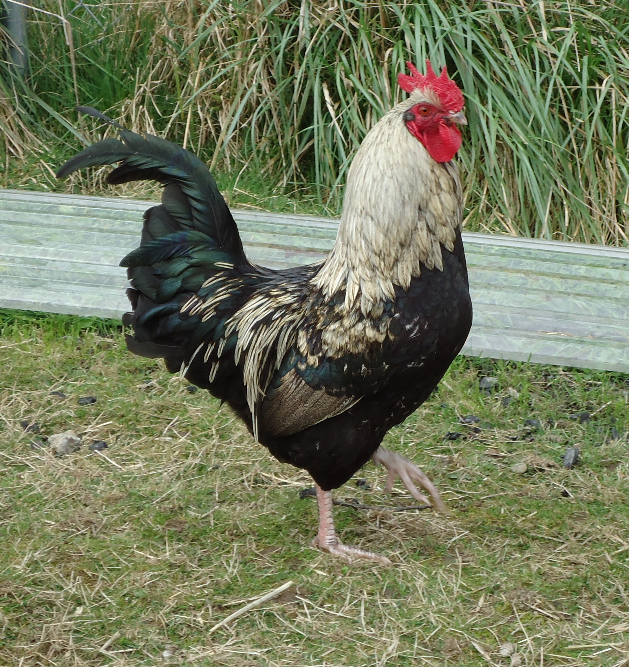 2011 IB rooster
