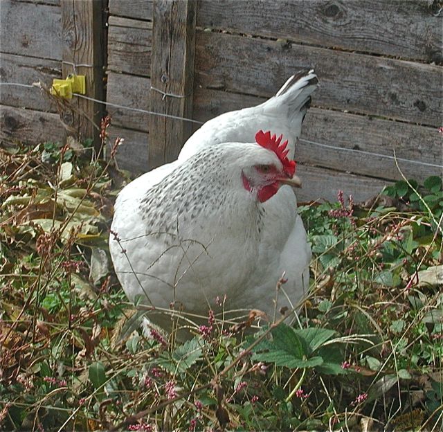 2011 Pullet