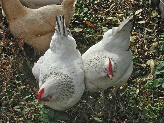 2011 Pullets