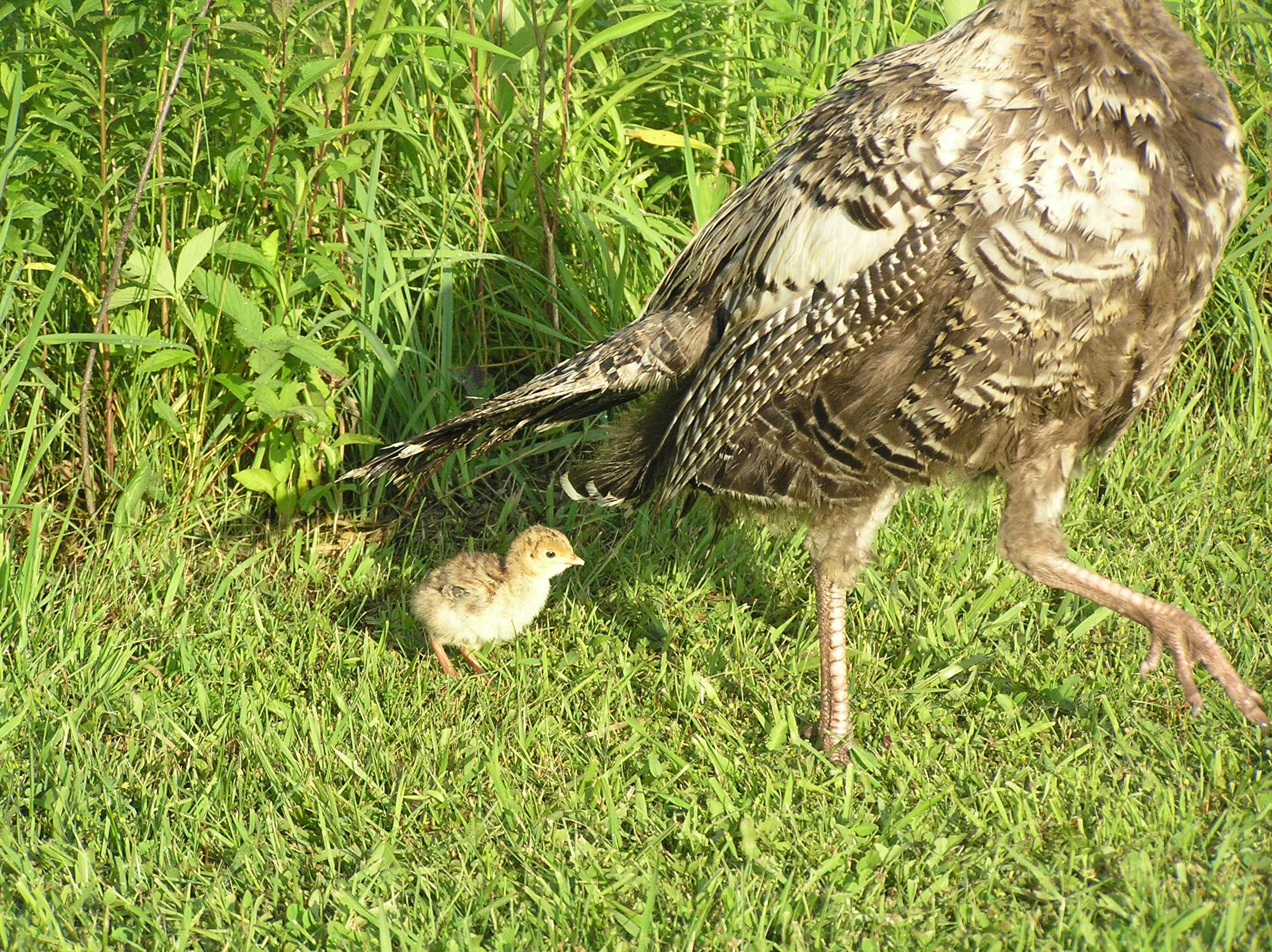 2011 Turkey poult