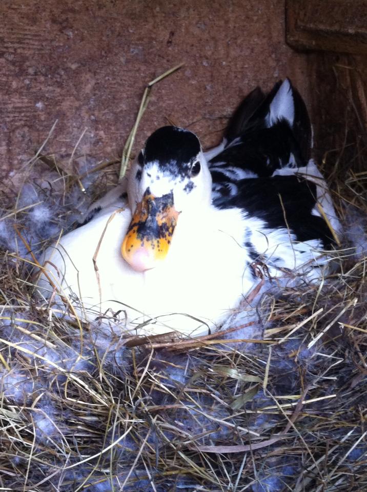 2012 black and white hen