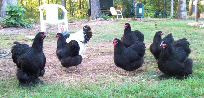 2012 Black Wyandottes and Cochins, plus one Light Brahma hen