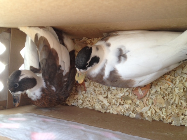 2012 blue fawn pied
