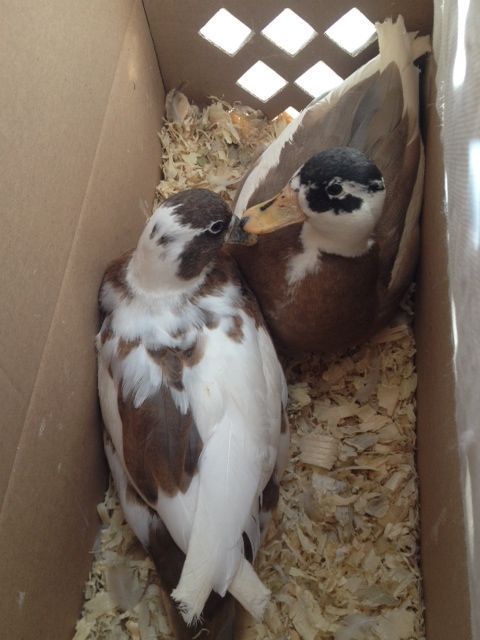 2012 blue fawn pied