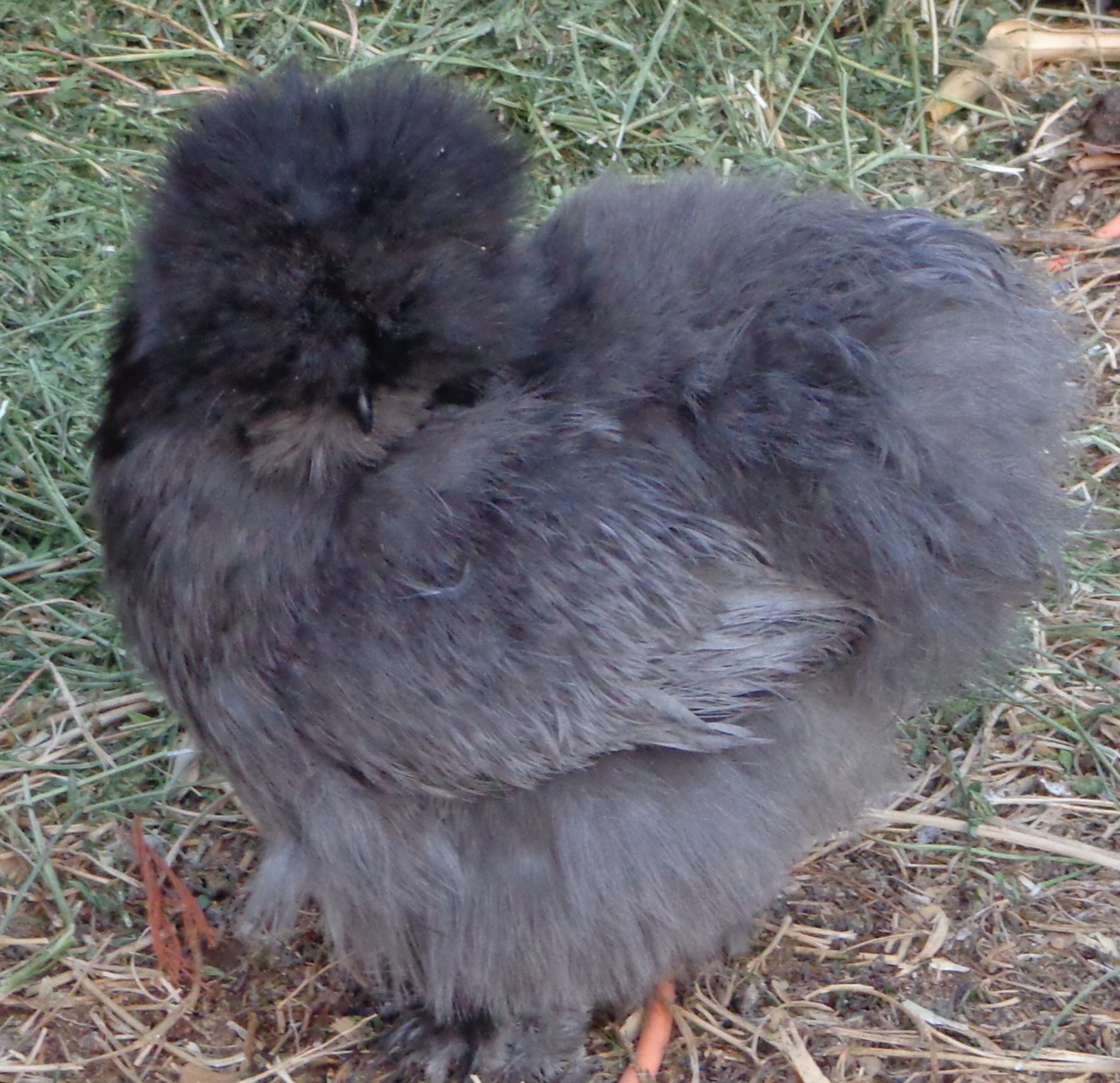 2012 blue pullet