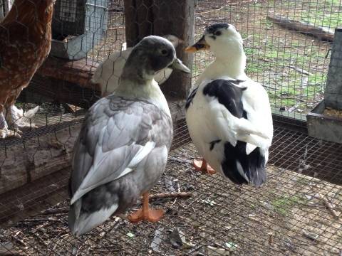 2012 blue splash drake and black and white hen