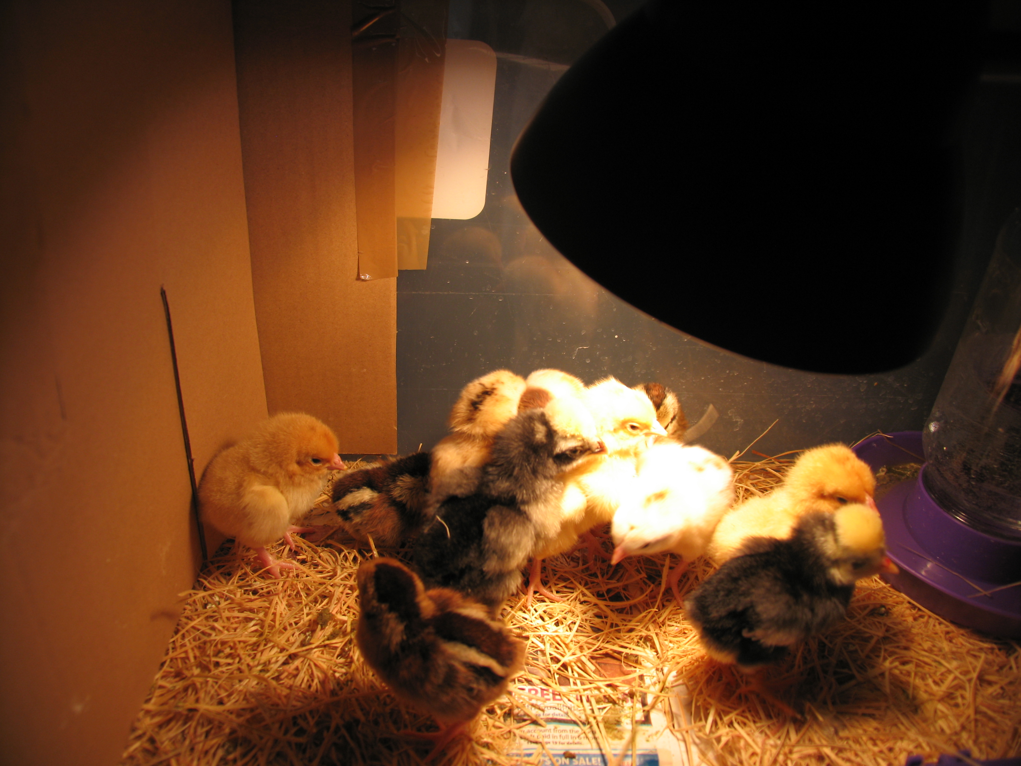 2012 chicks from Ideal Hatchery