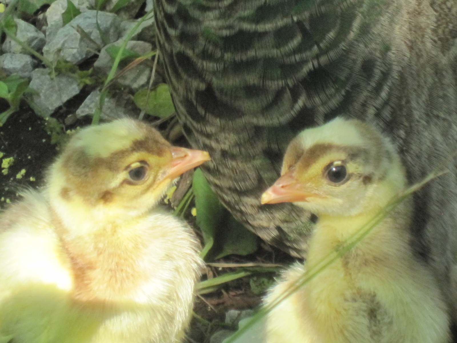 2012 chicks- hatched outside- day 2.