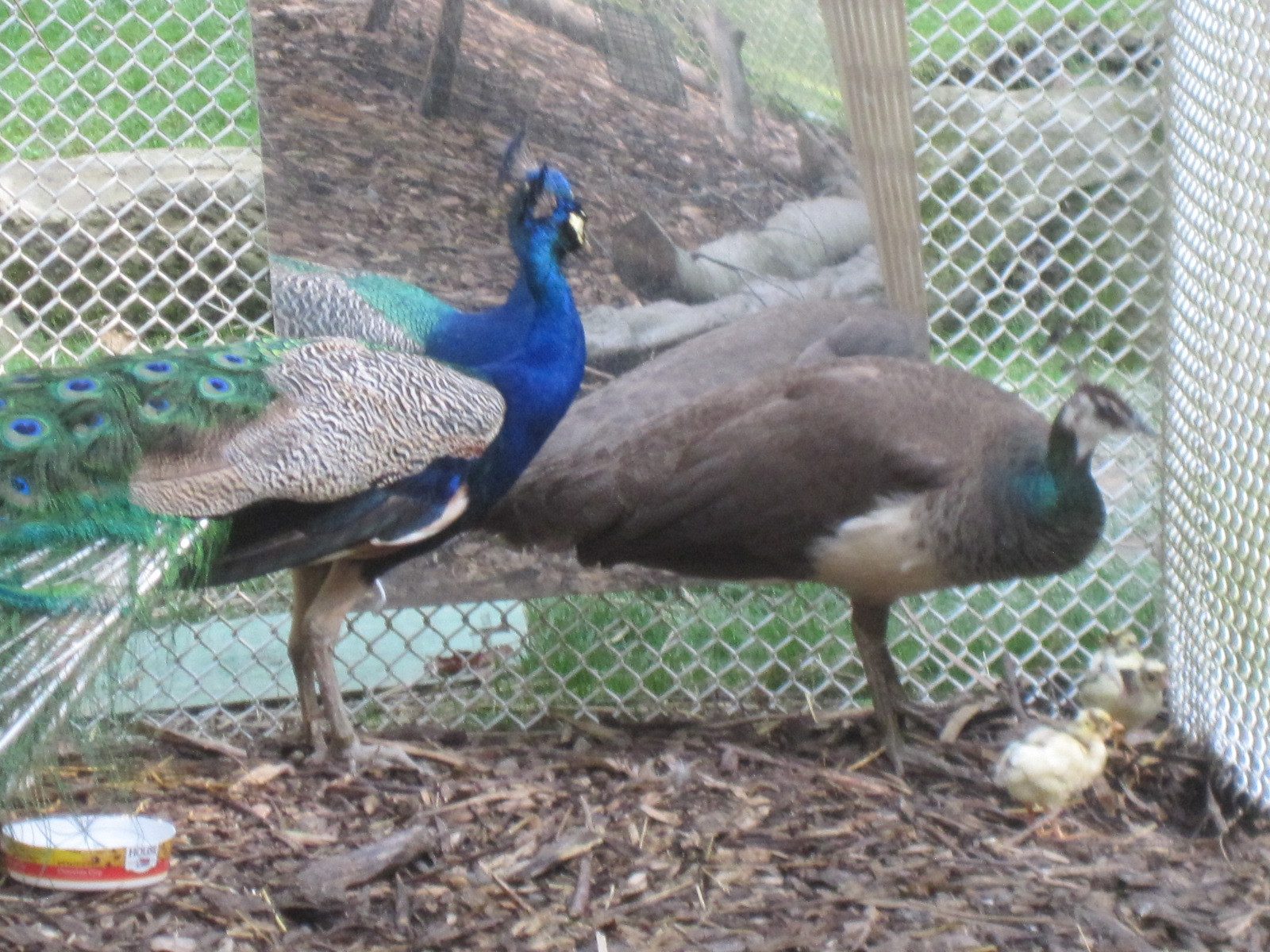 2012 chicks- with Dad and Mom, in front of mirror.