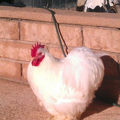 *
2012 cockerel "JOEY" Breed by Joe Mazur
