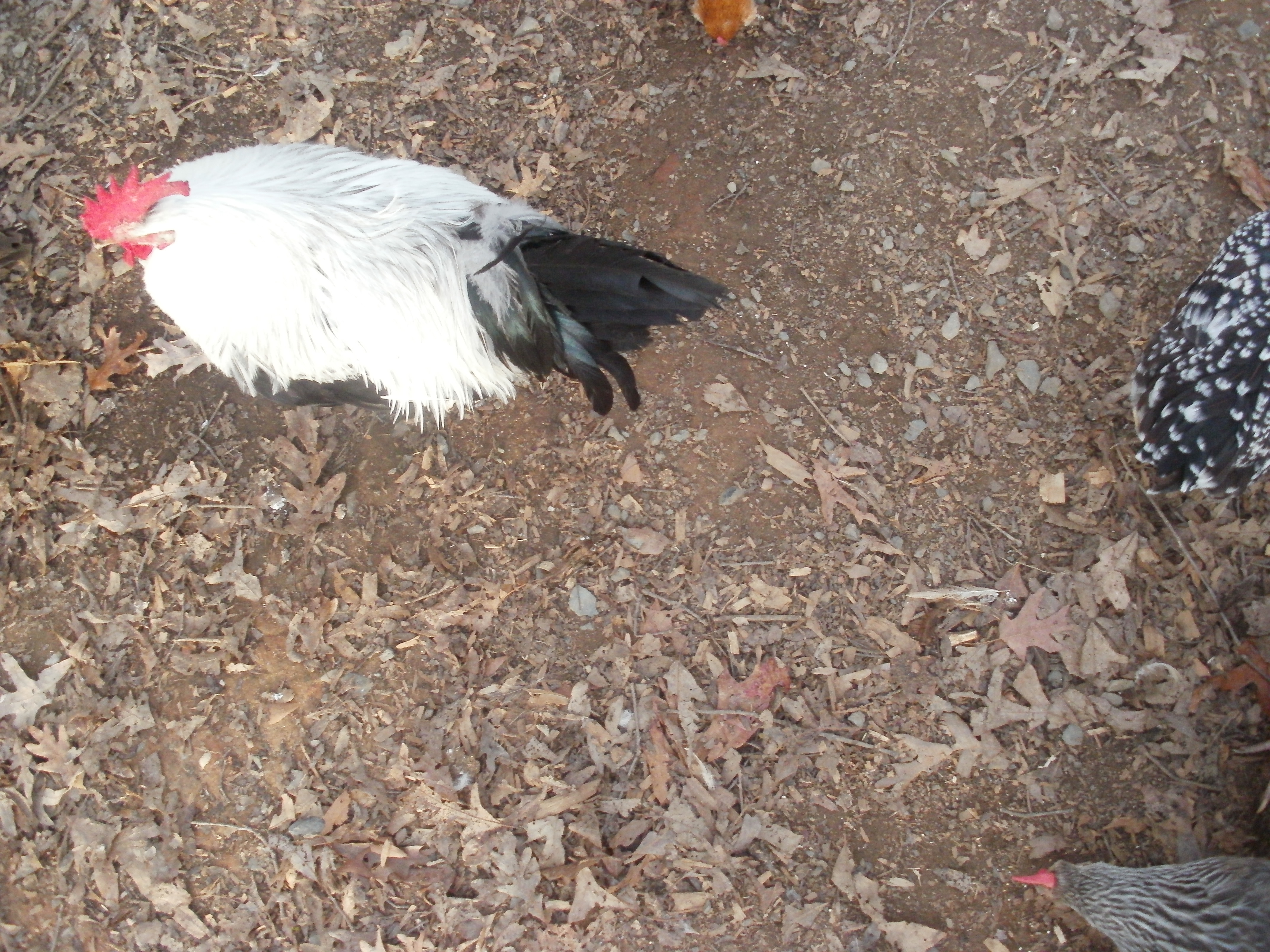 2012 cockerel, top view
