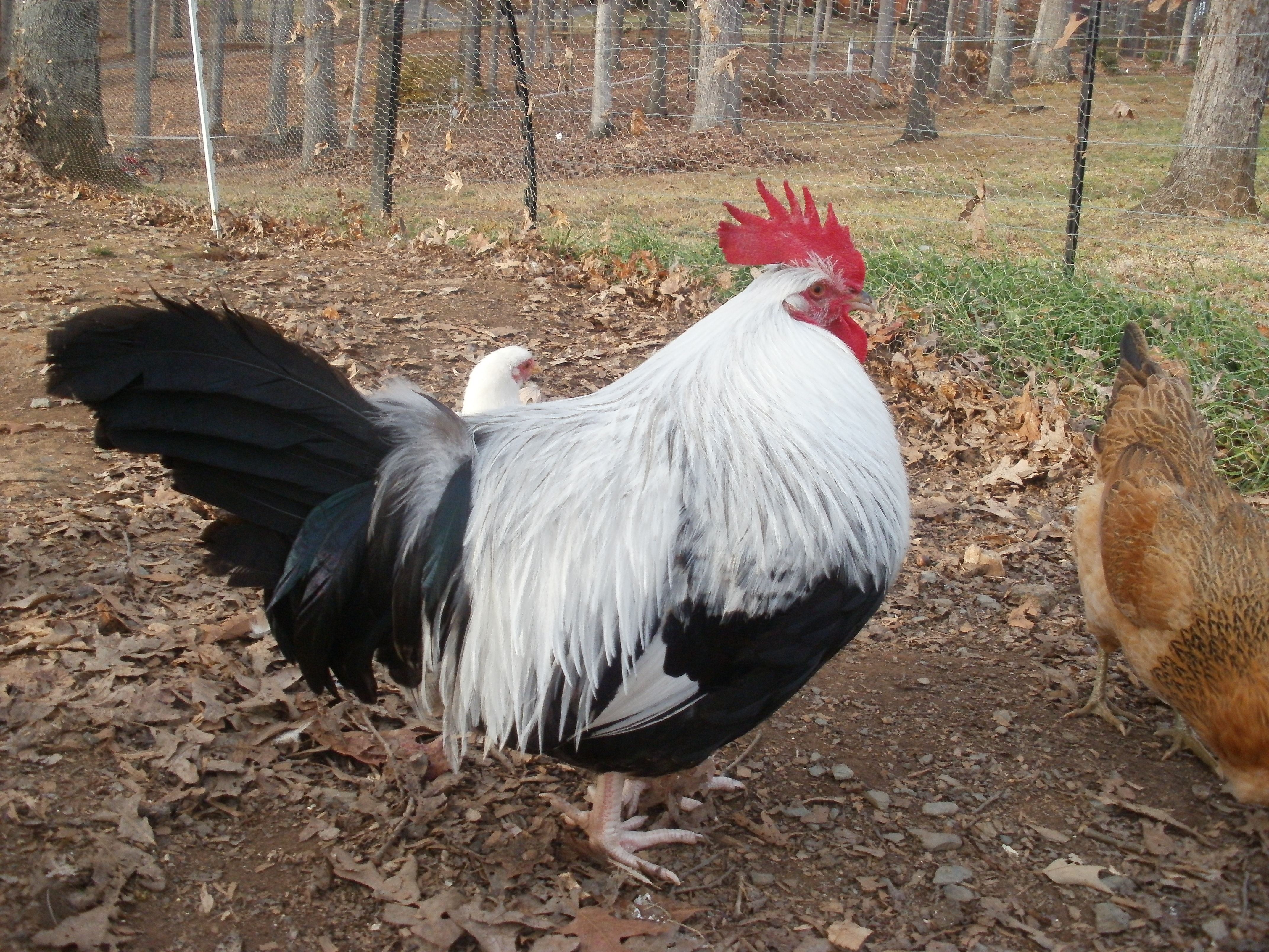 2012 cockerel
