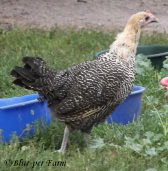 2012 Cream Campine Pullet
