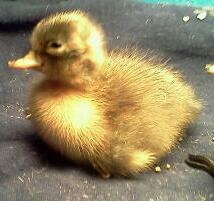 2012 Duckling/ Lavender Bibbed