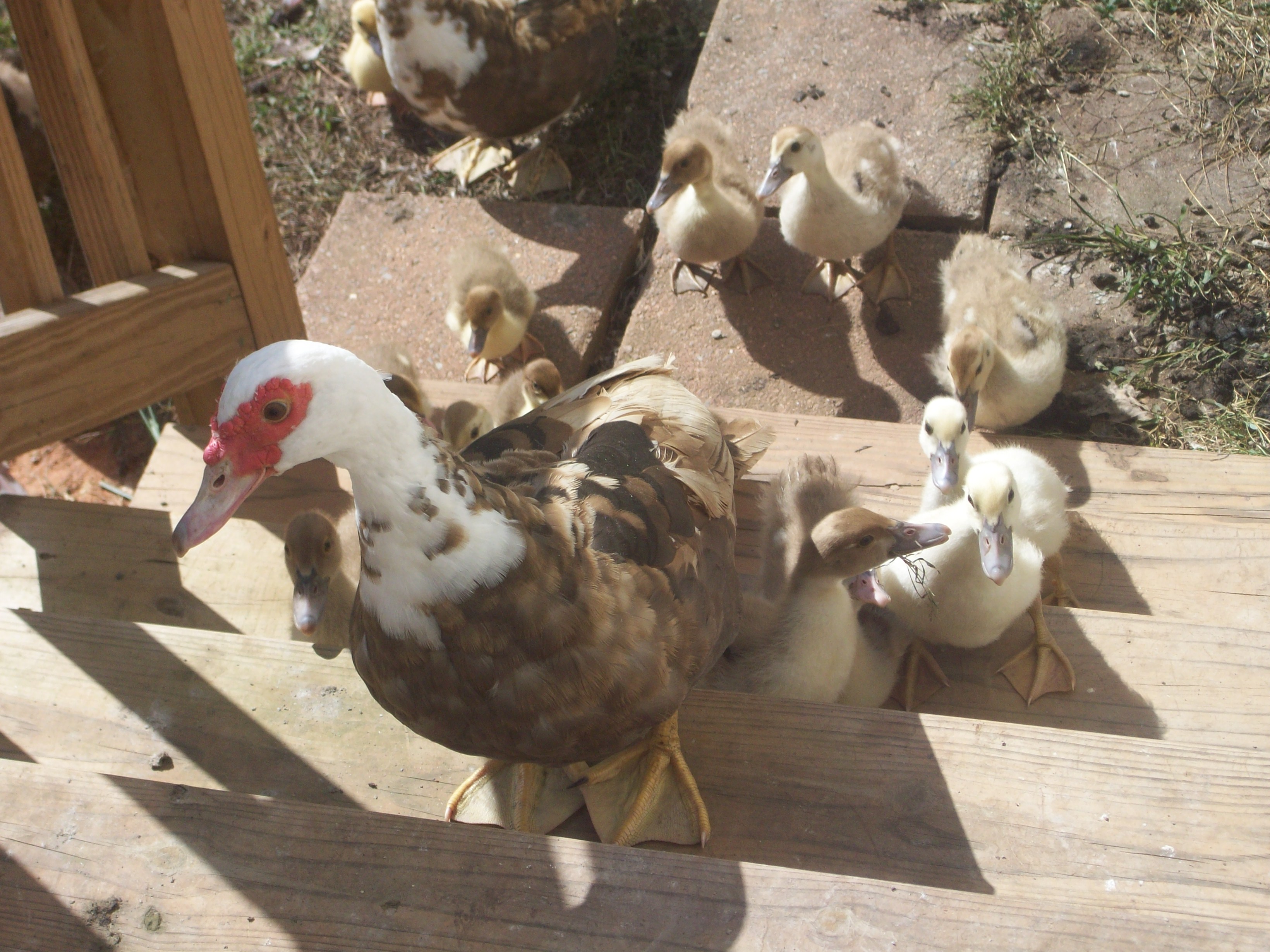 2012 Ducklings are growing up!