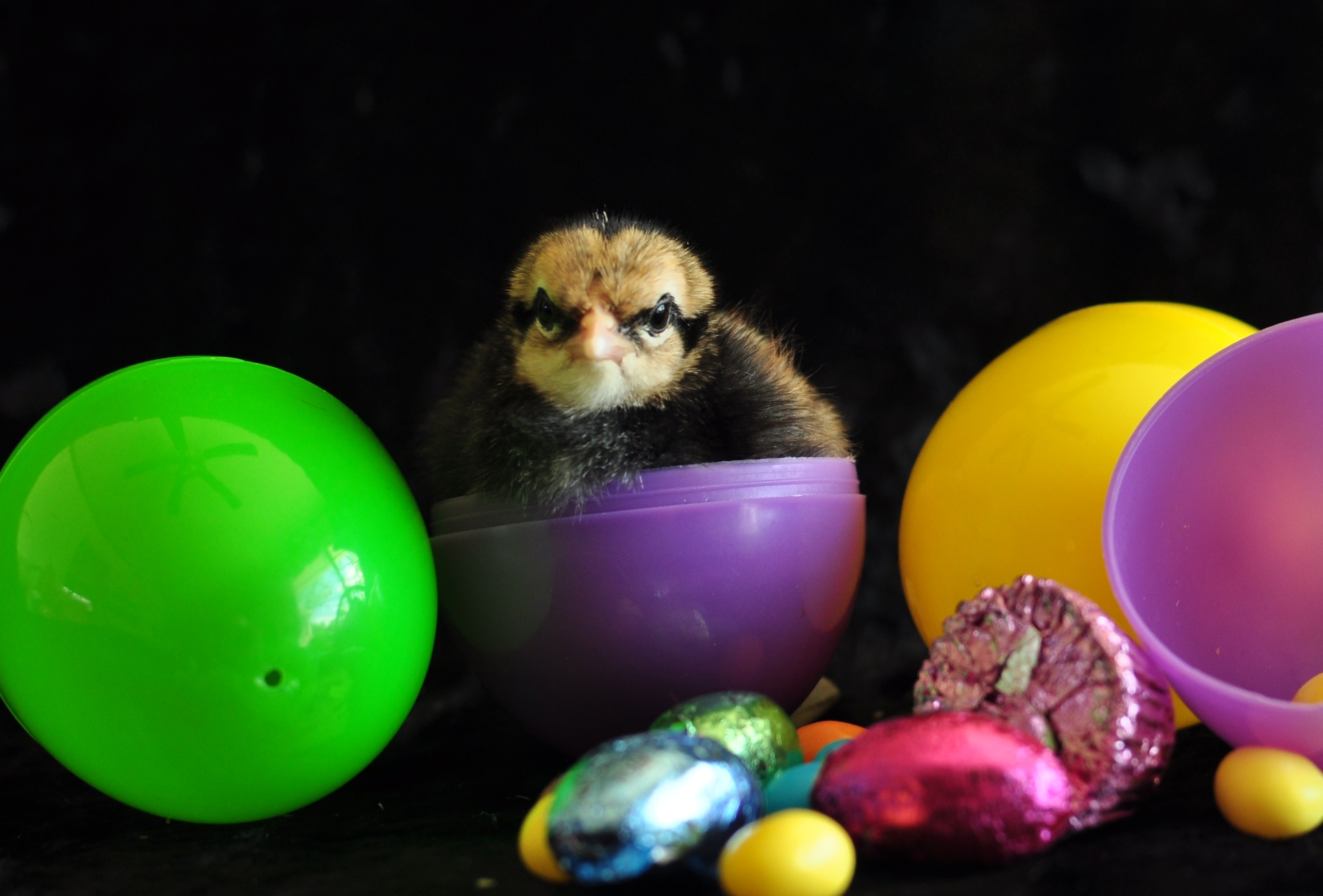 2012 Easter Hatch