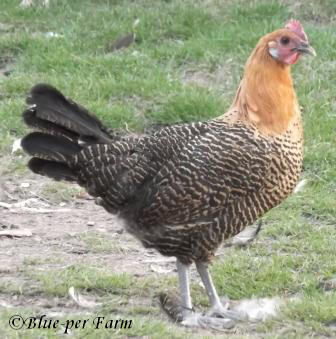 2012 Gold Campine Pullet