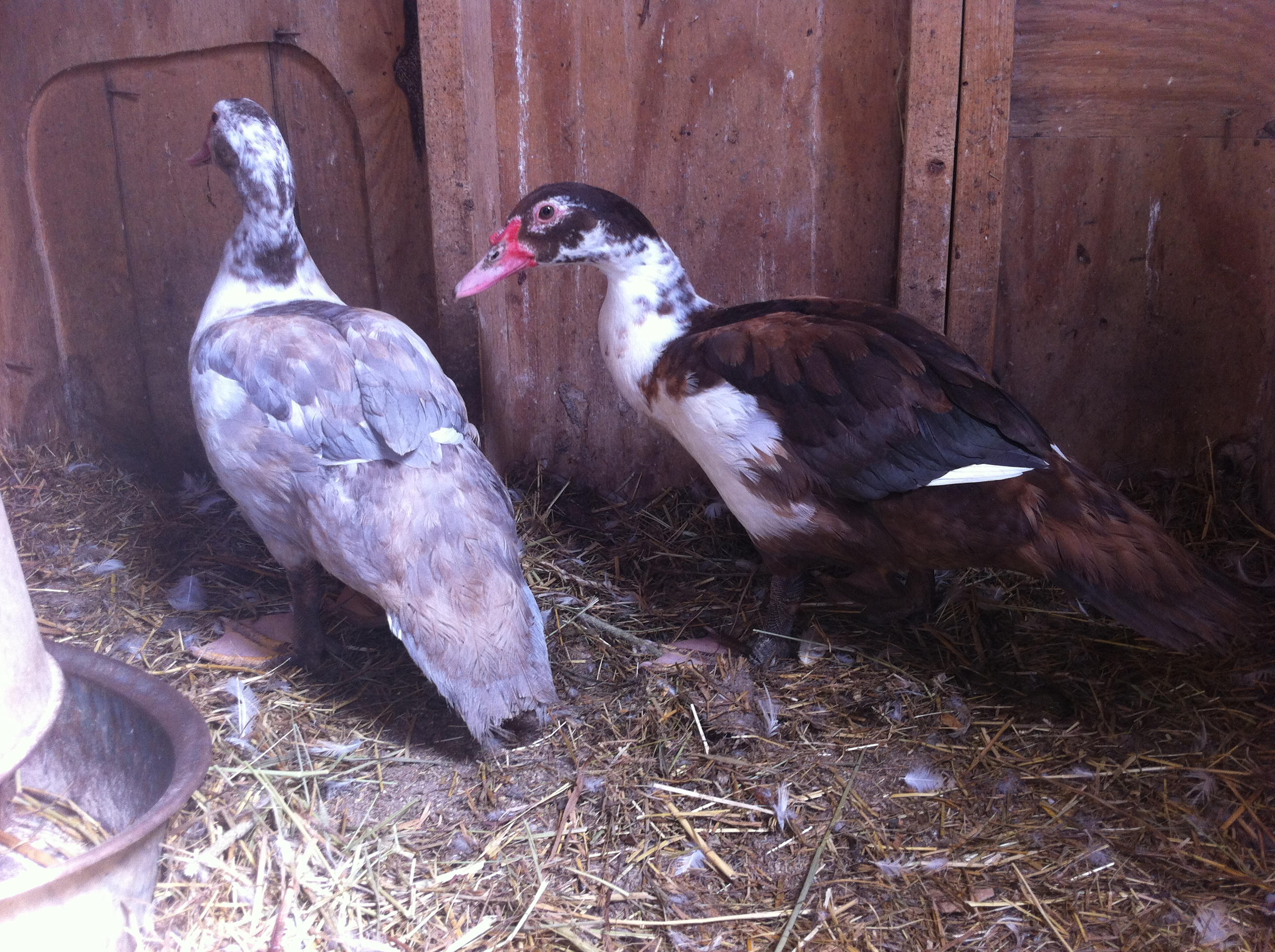 2012 lilac and chocolate pied