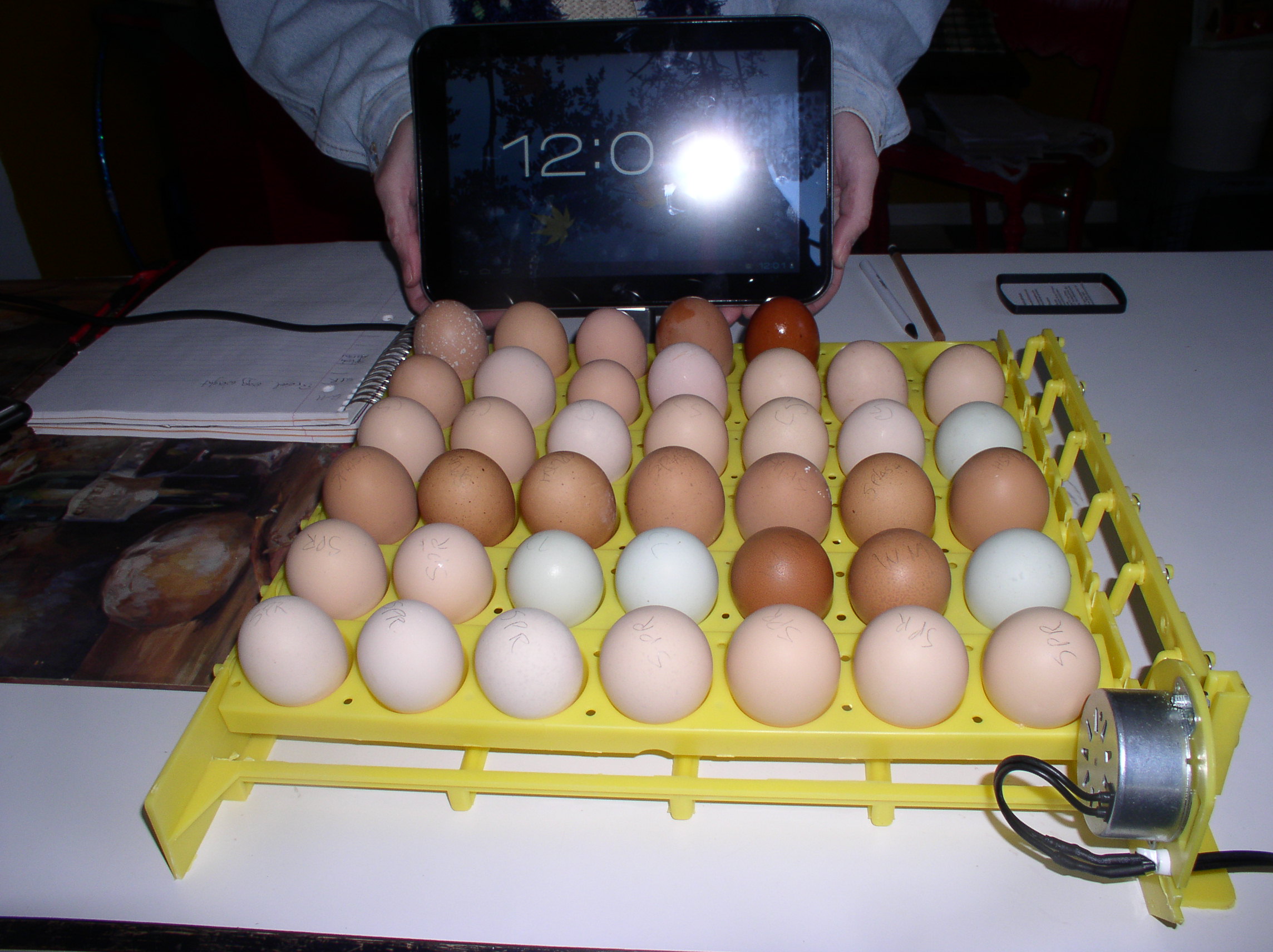 2012 NYD hatchalong