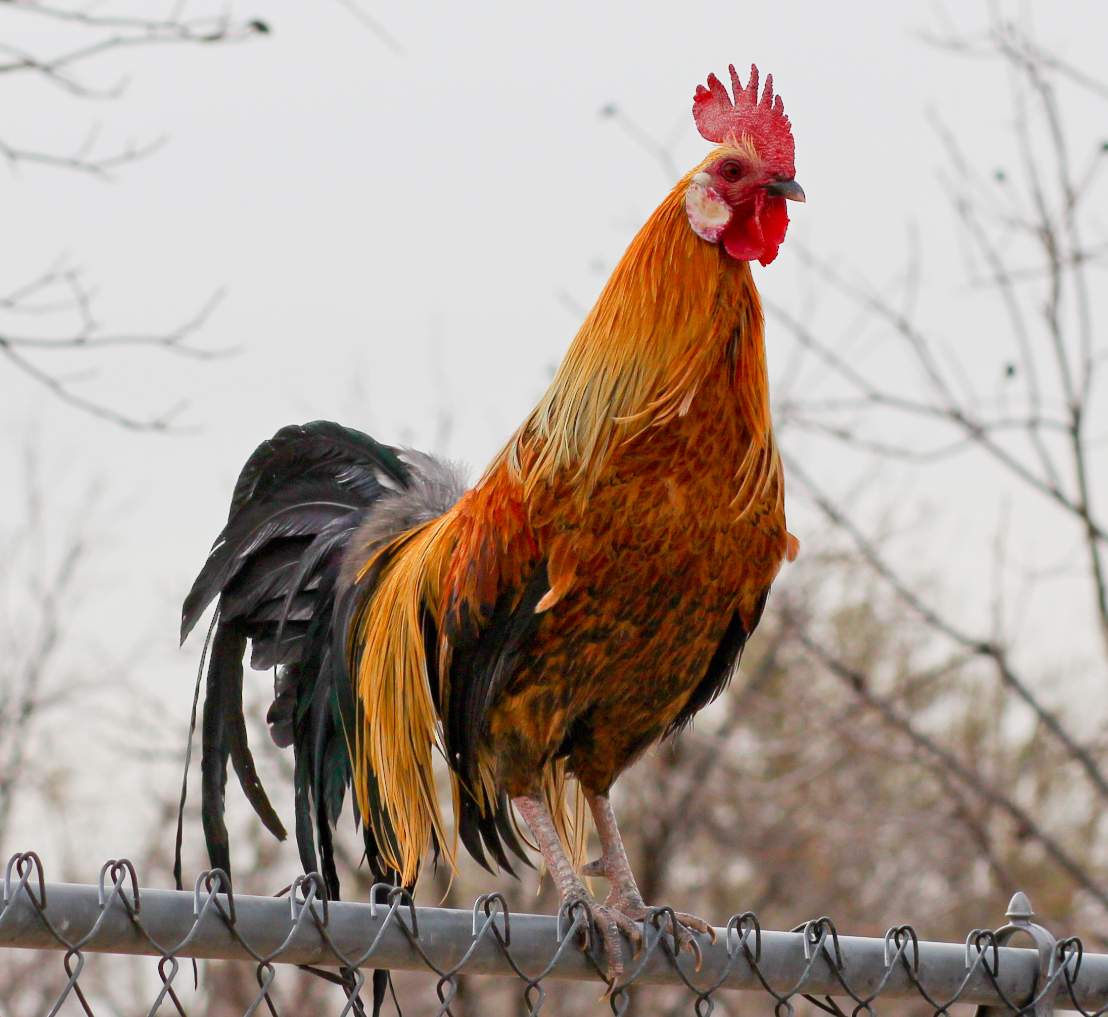 2012 Phoenix bantam rooster