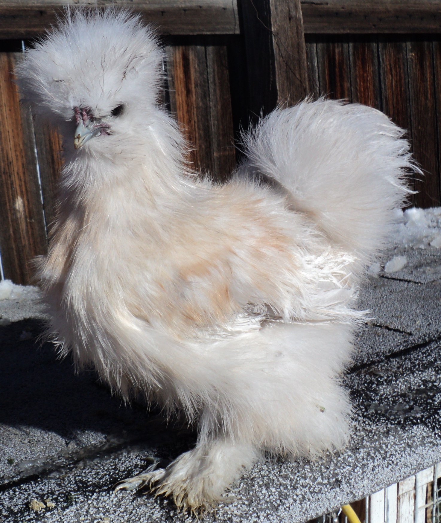 2012 Porcelain cockerel