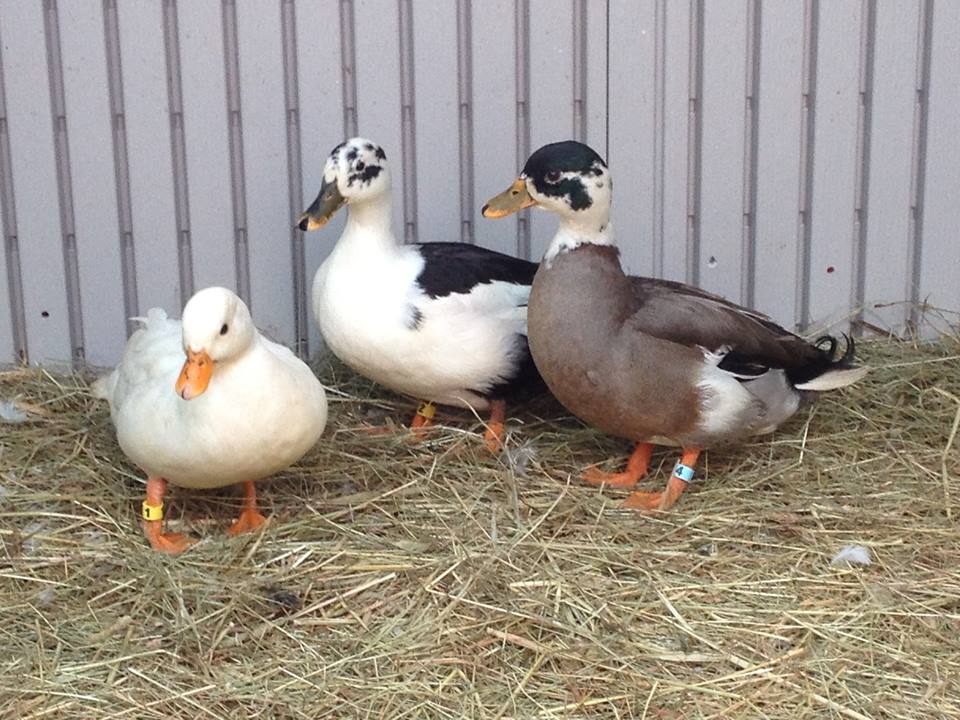 2012 white, black and white, and blue fawn pied