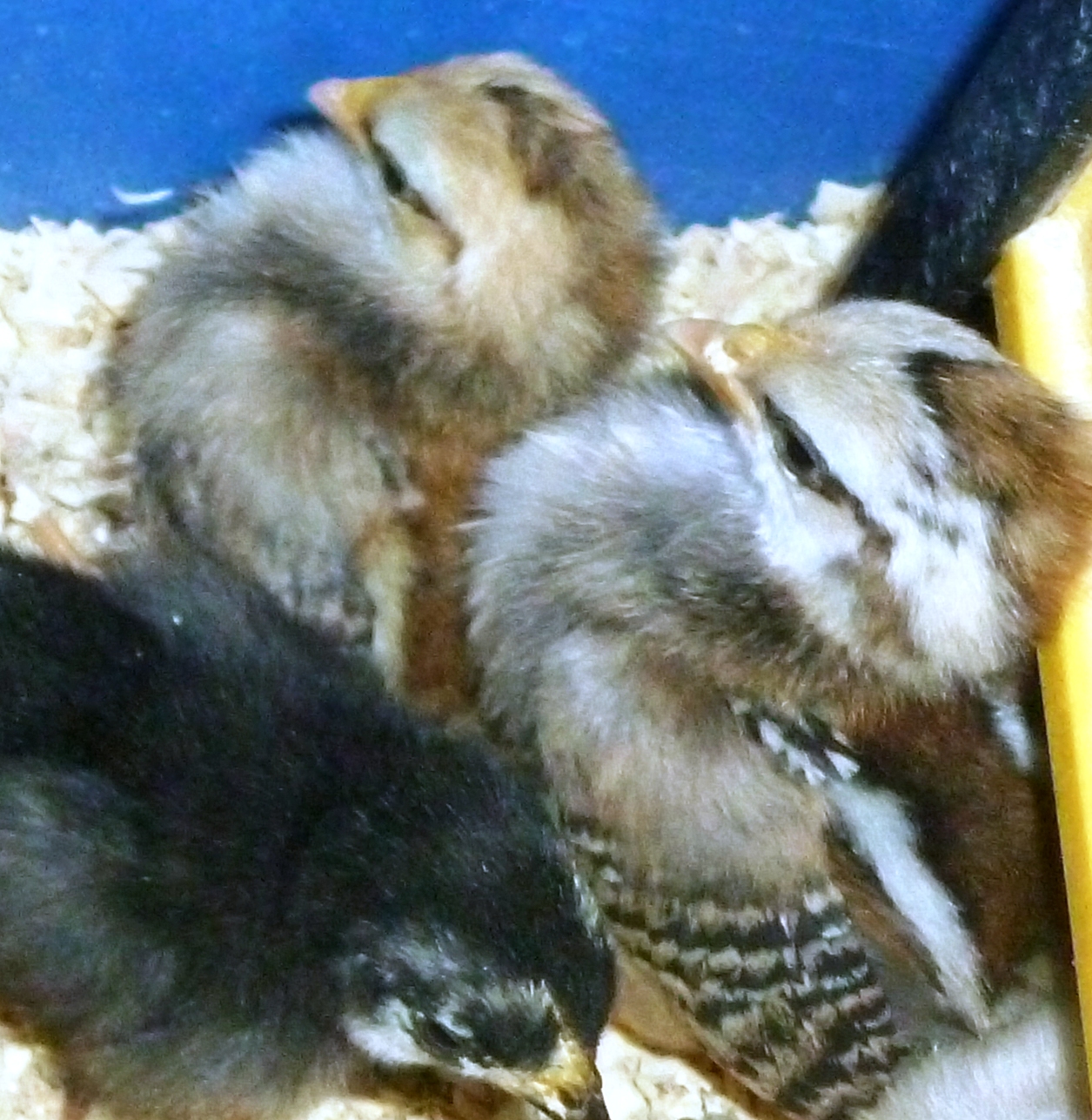 2013
2 Duck Wing Serama showing promise in type....