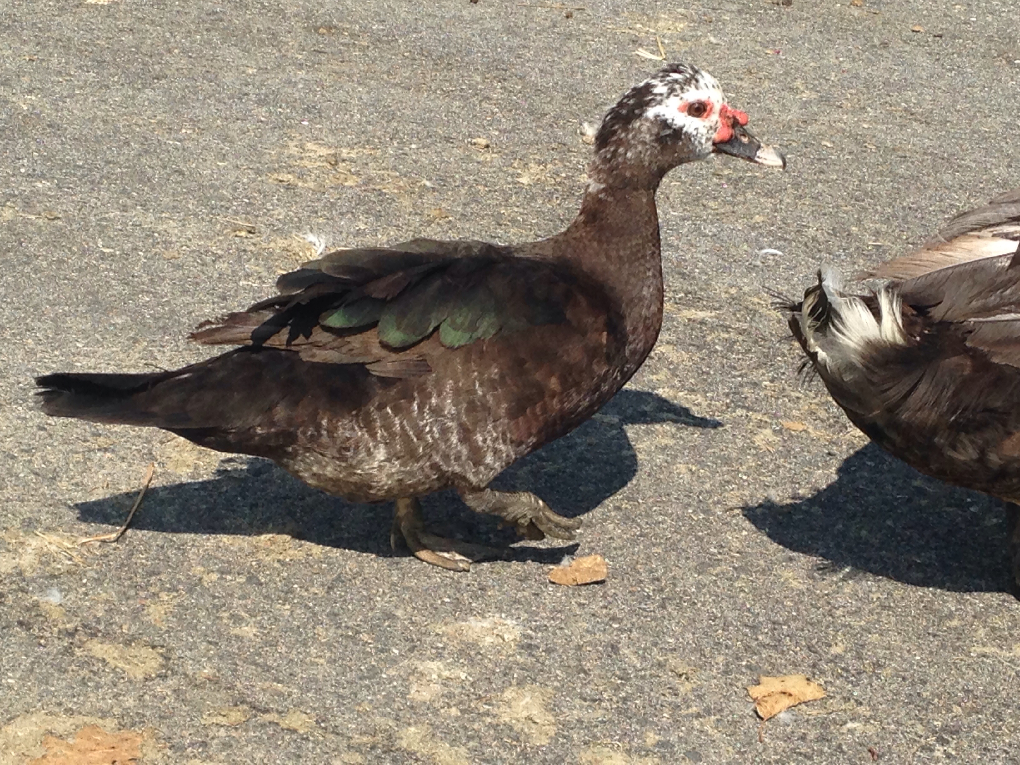 2013 black barred hen