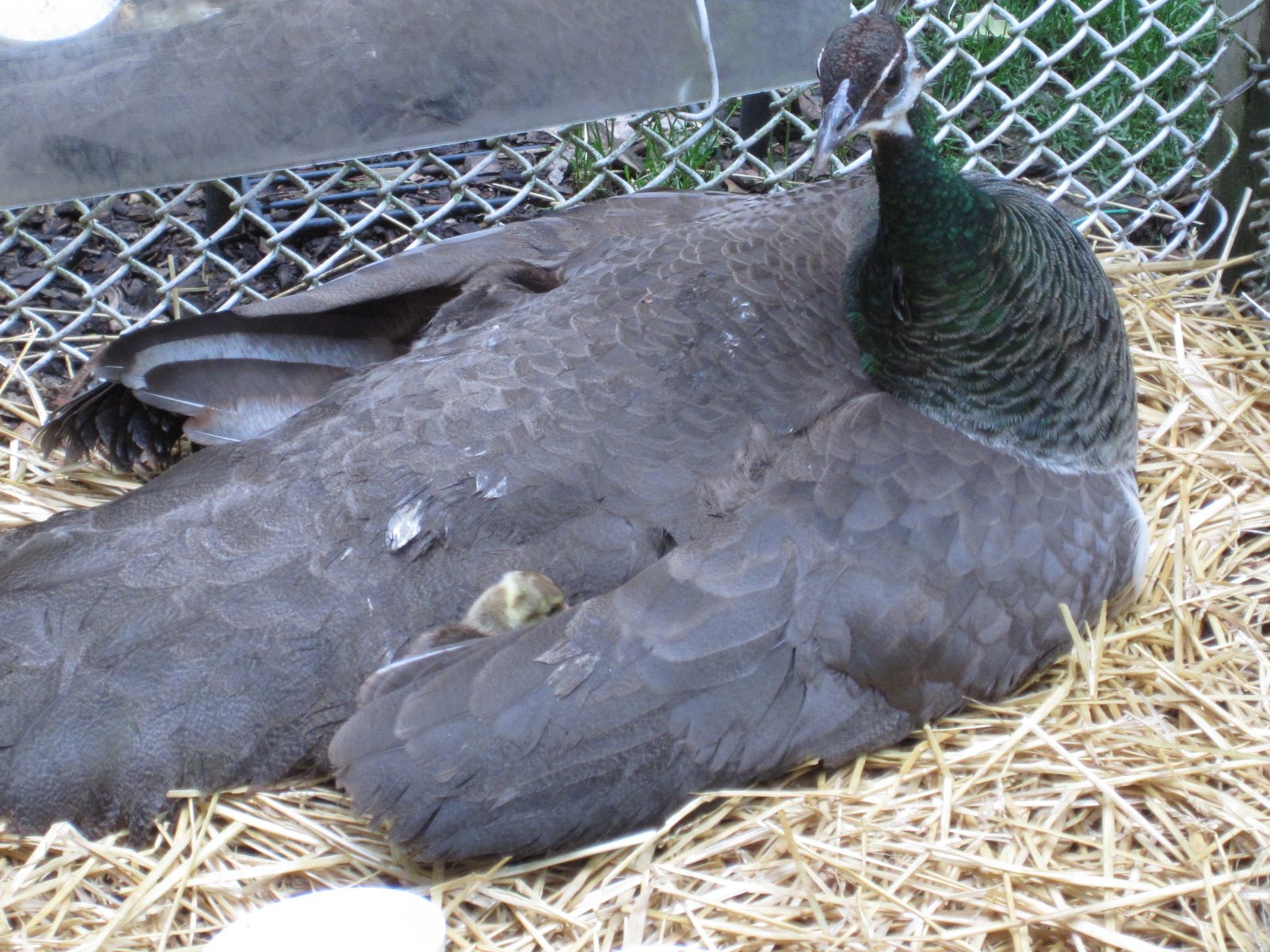 2013 chicks- first day out of hen house- cold rainy weather, and hen still moved outside.