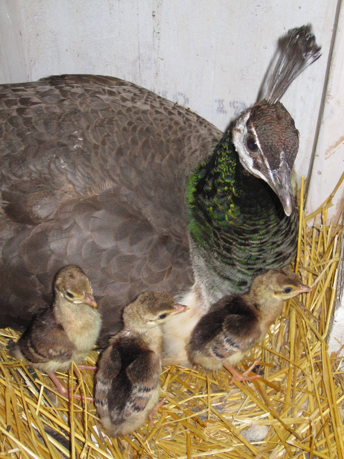 2013 chicks-hatched in coop.