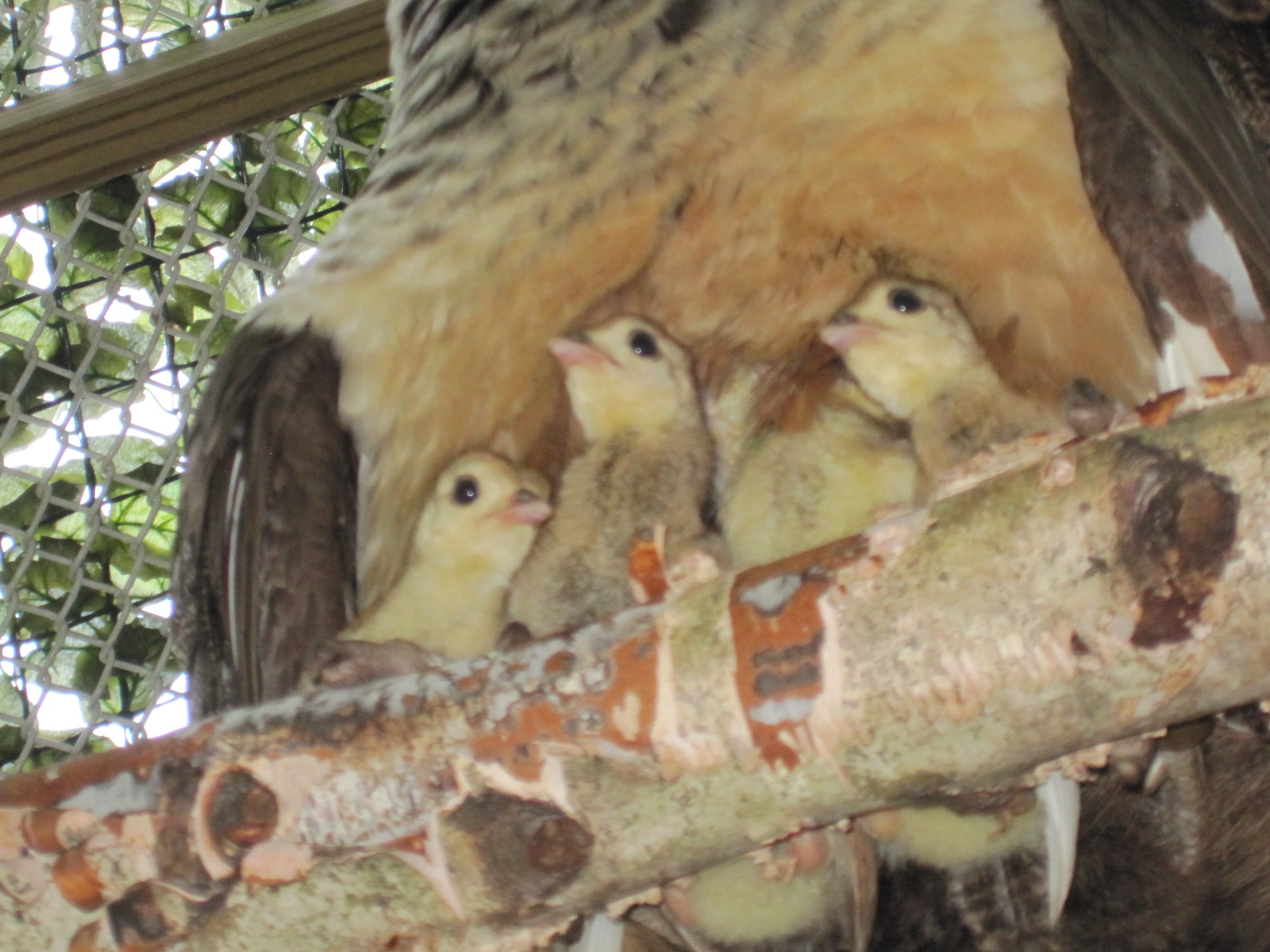 2013 chicks -roosting 9-10' up.  Big storm coming.