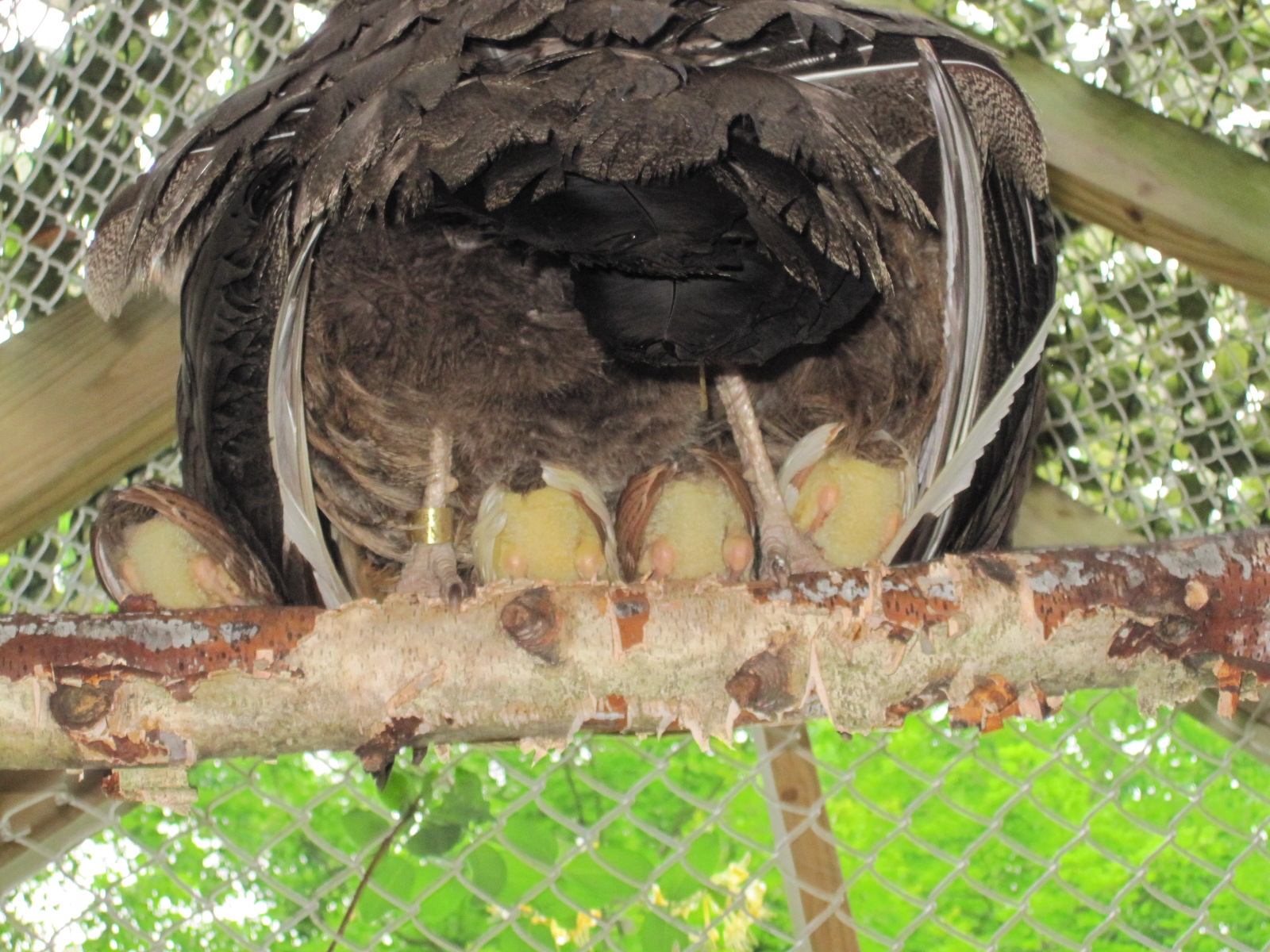 2013 chicks- roosting under Mom in outside pen - they fly up 9-10 ' to roost at 7 days old!