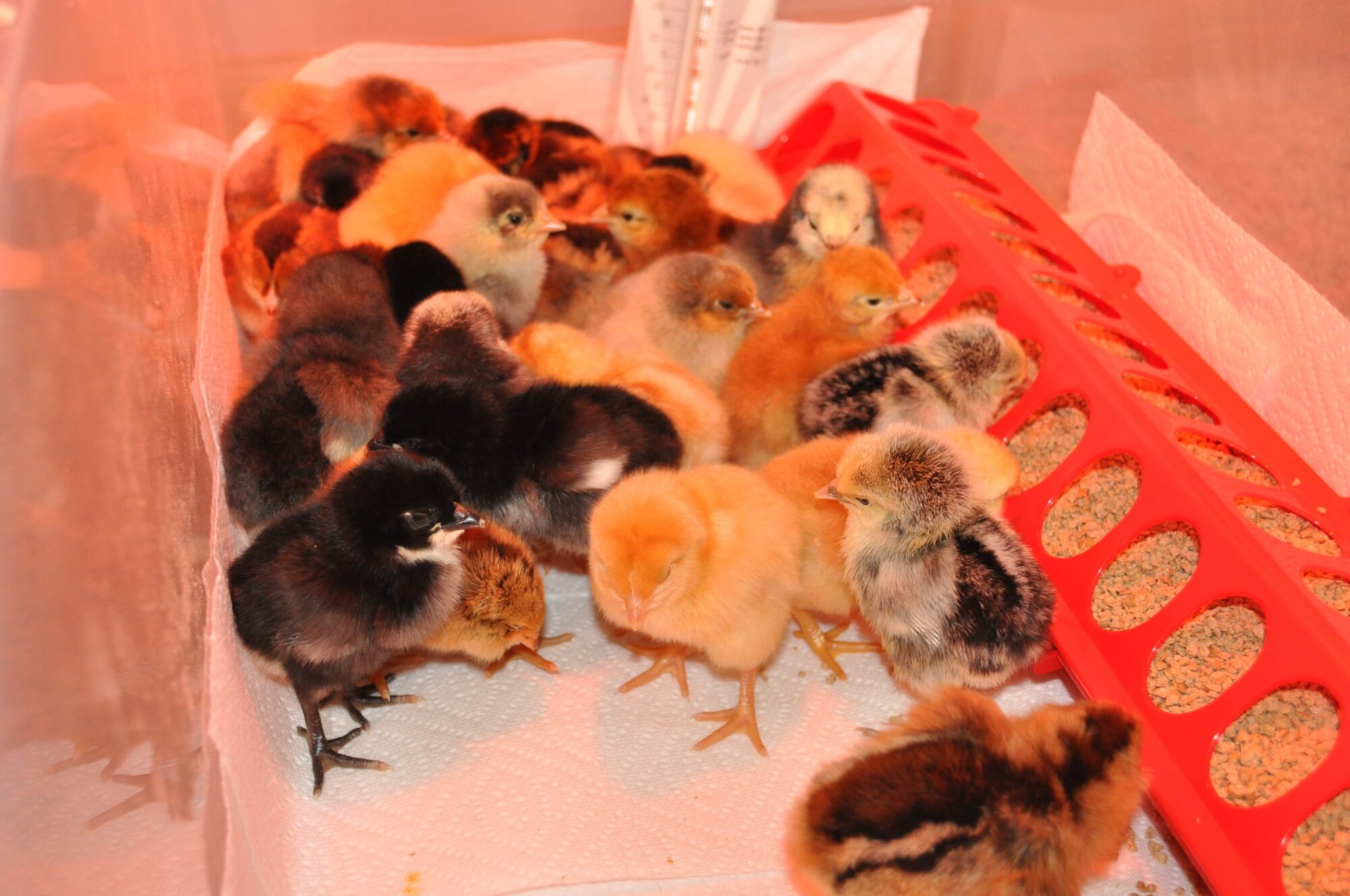 2013 Chicks