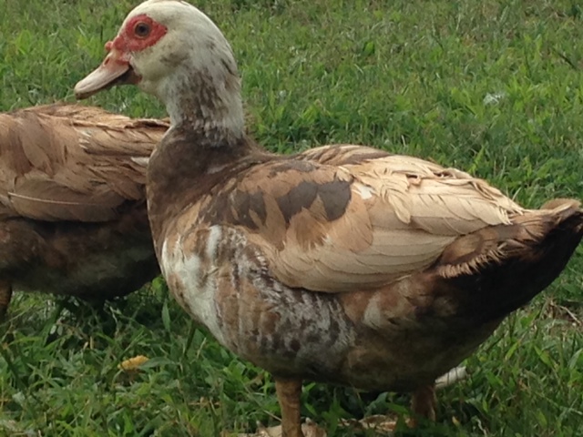 2013 chocolate barred hen