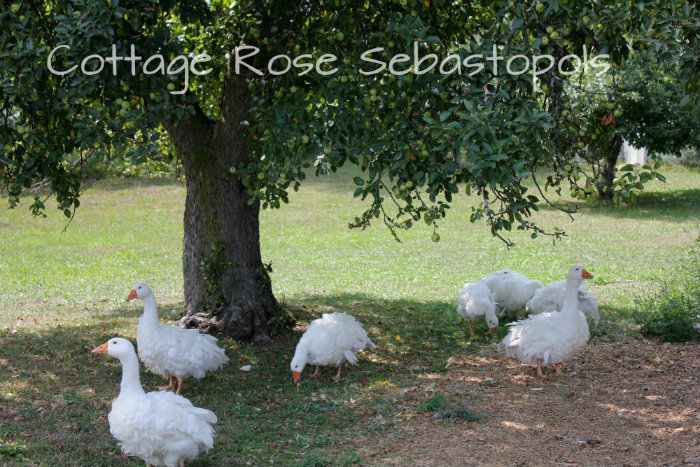 2013 gander goslings