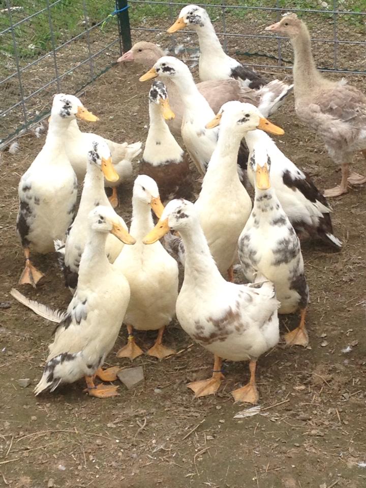 2013 juvies