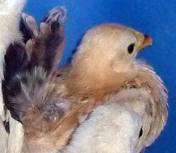 2013 Pullet, a high tail and short back, is not to hard to get in a hen, BUT try getting down wings !! But all those in a hen, and your going the right direction.