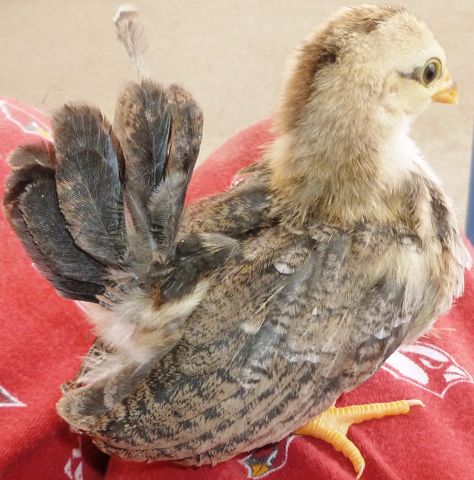 2013 pullet, very very short back...we are watching to see how her posture developes...