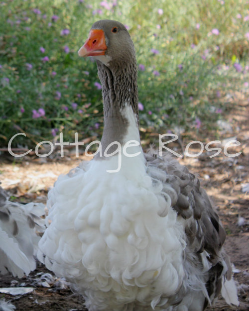 2013 saddleback goose