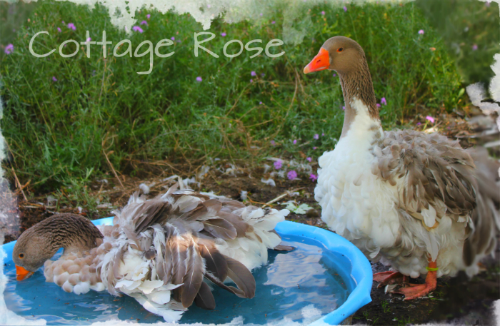 2013 saddleback gosling girls