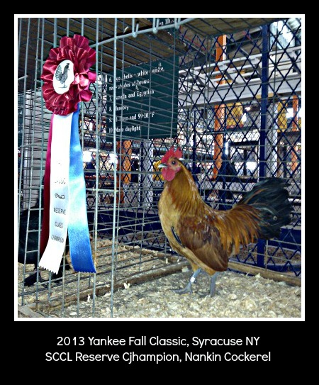2013 SCCL RC Nankin Cockerel at Yankee Fall Classic in Syracuse, NY