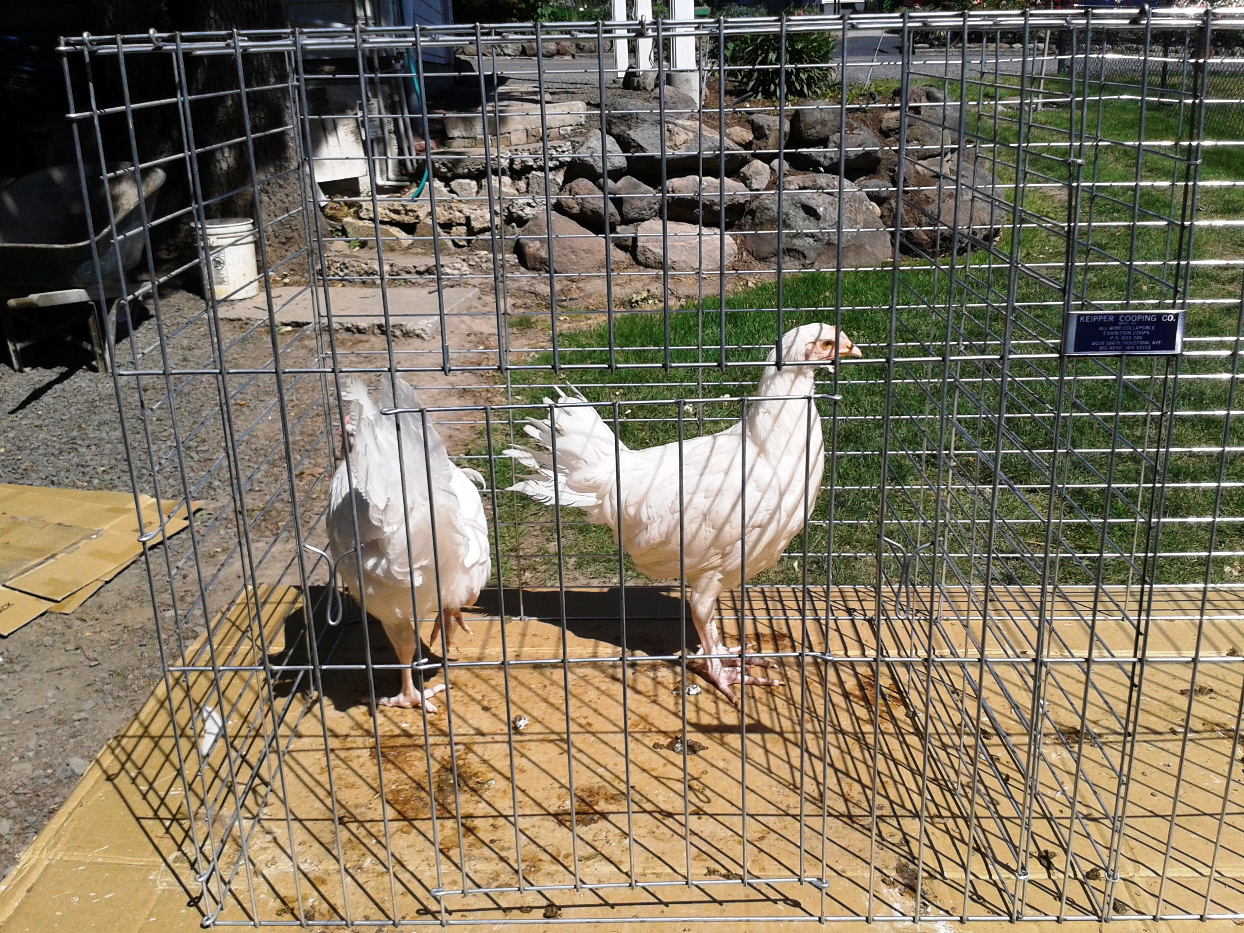 2013 White Minorcas at 3 months. Mike Omeg
