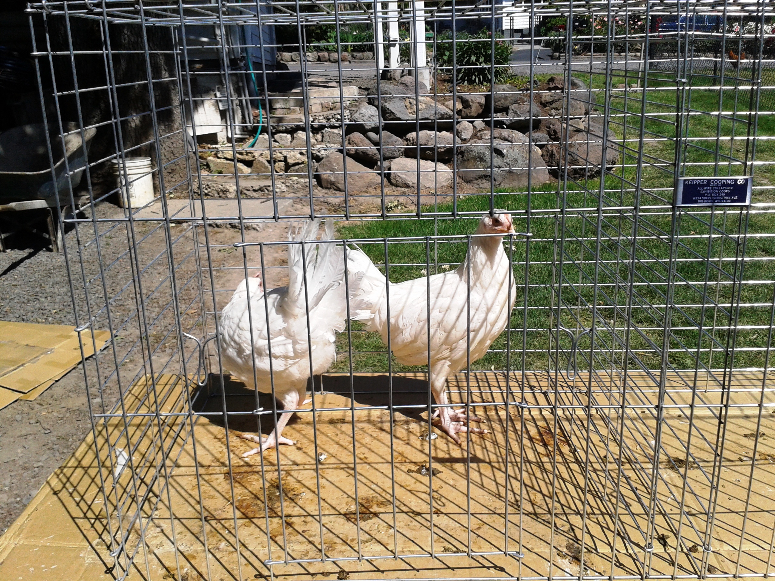 2013 White Minorcas at 3 months. Mike Omeg